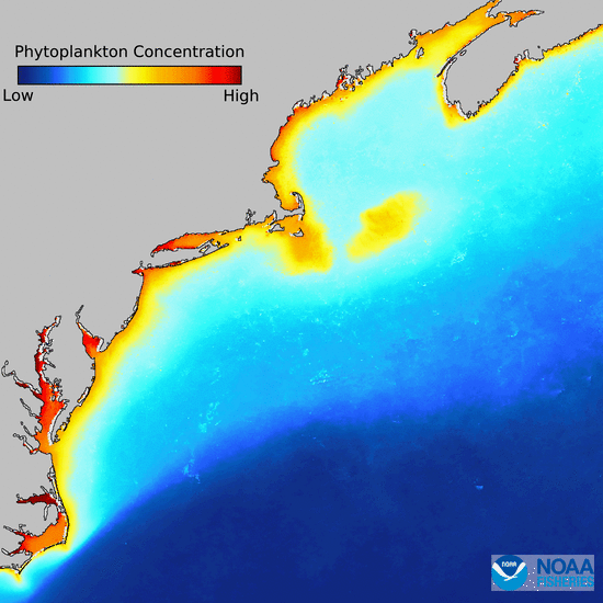 ANNUAL MEAN CHLOROPHYLL map by Kim Hyde