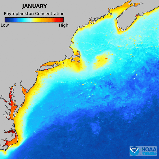 Monthly concentrations of phytoplankton.