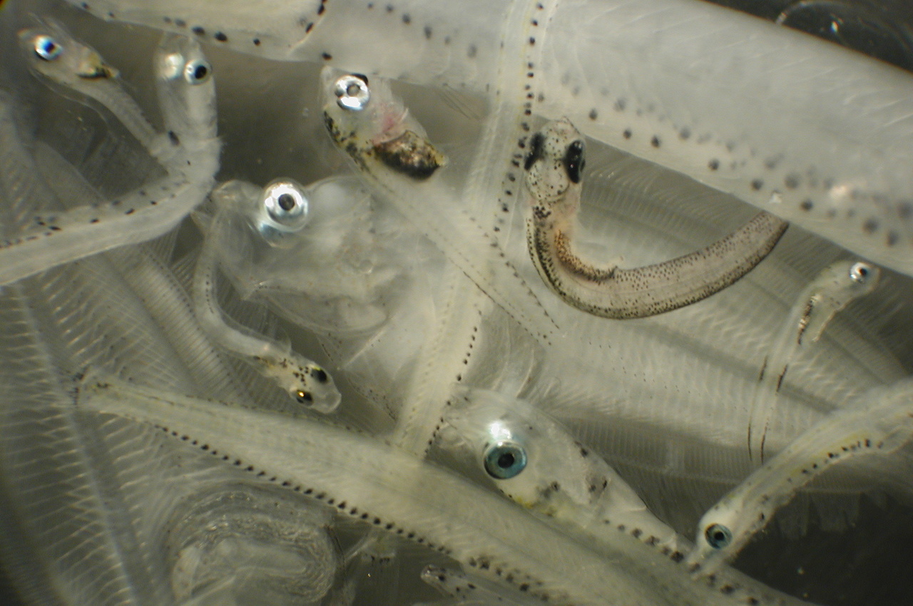 Larval fish.