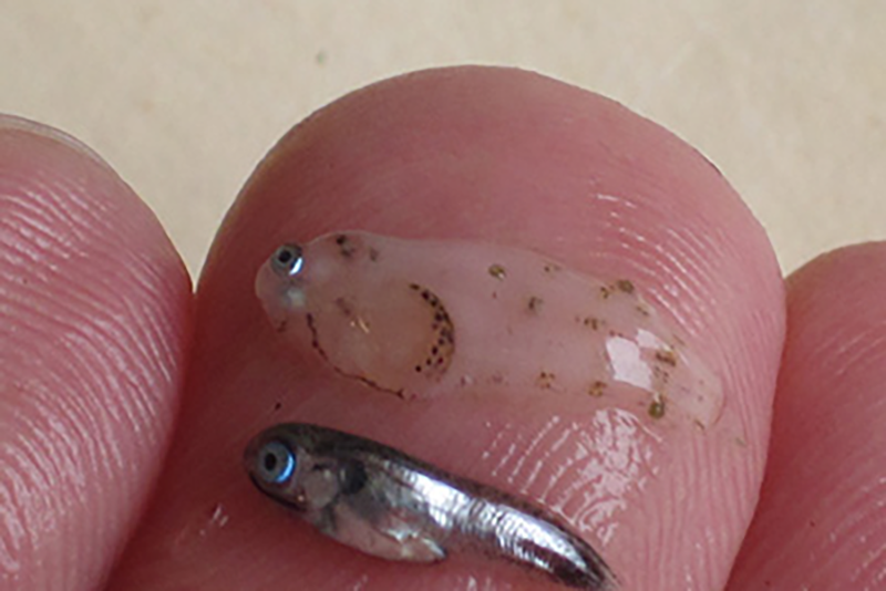Tiney young fish displayed on a man's finger tip