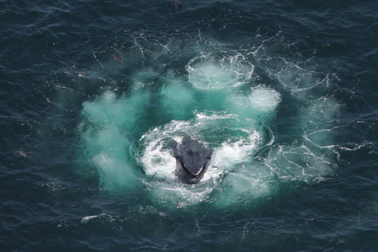 Humpback Whale Eating Fish