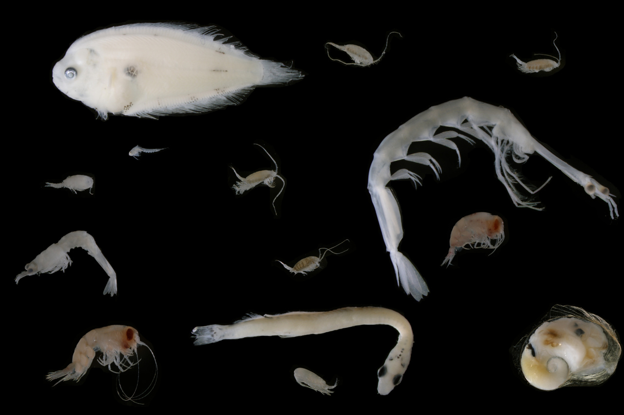 tiny fish and shellfish larvae on a black backgound