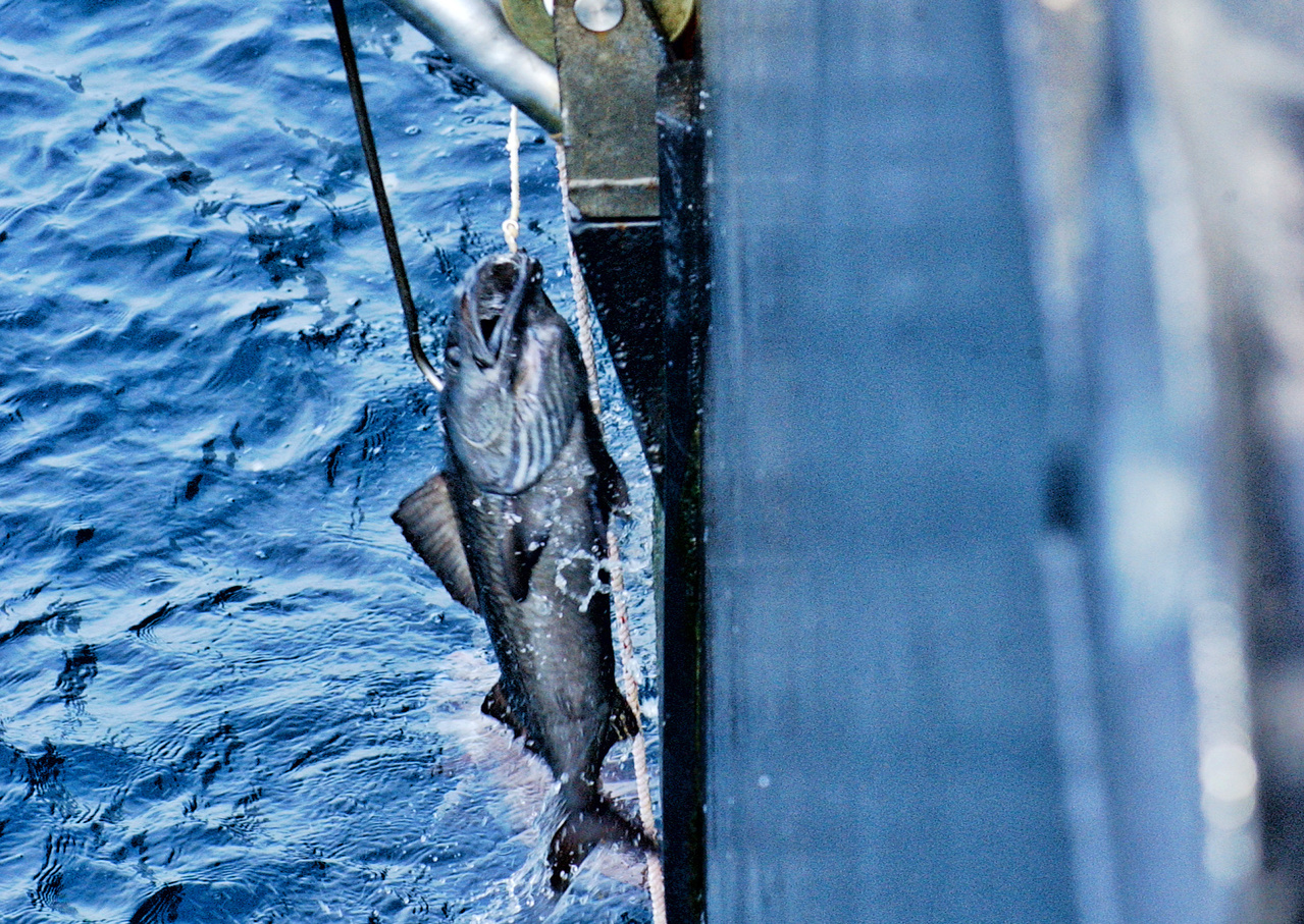 Longline Survey Sablefish_KShotwell.jpg