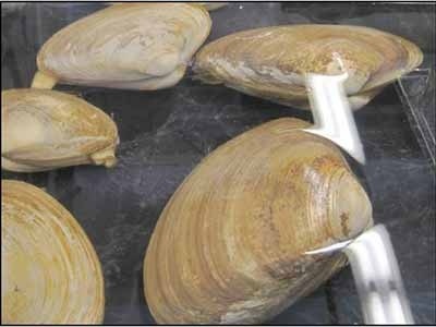 Clams on tray