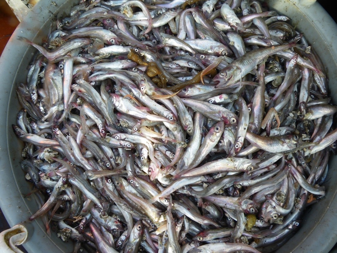 NorthernMidwaterTrawl_fish_2010.jpg