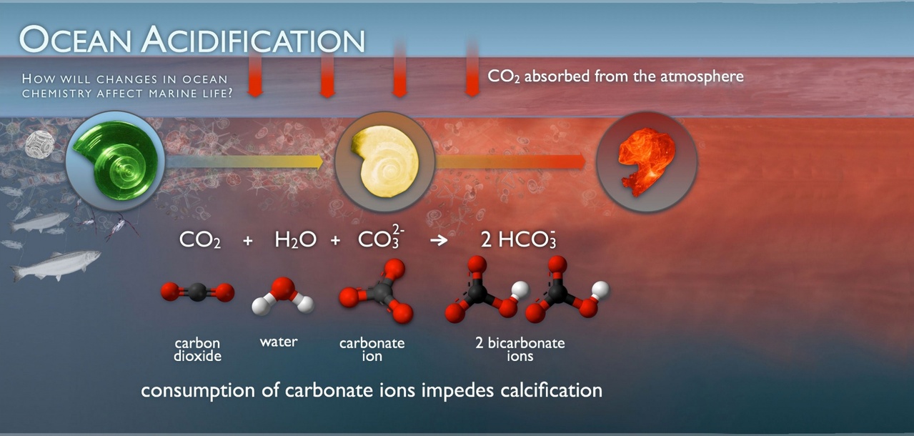 ocean_acidification.jpg