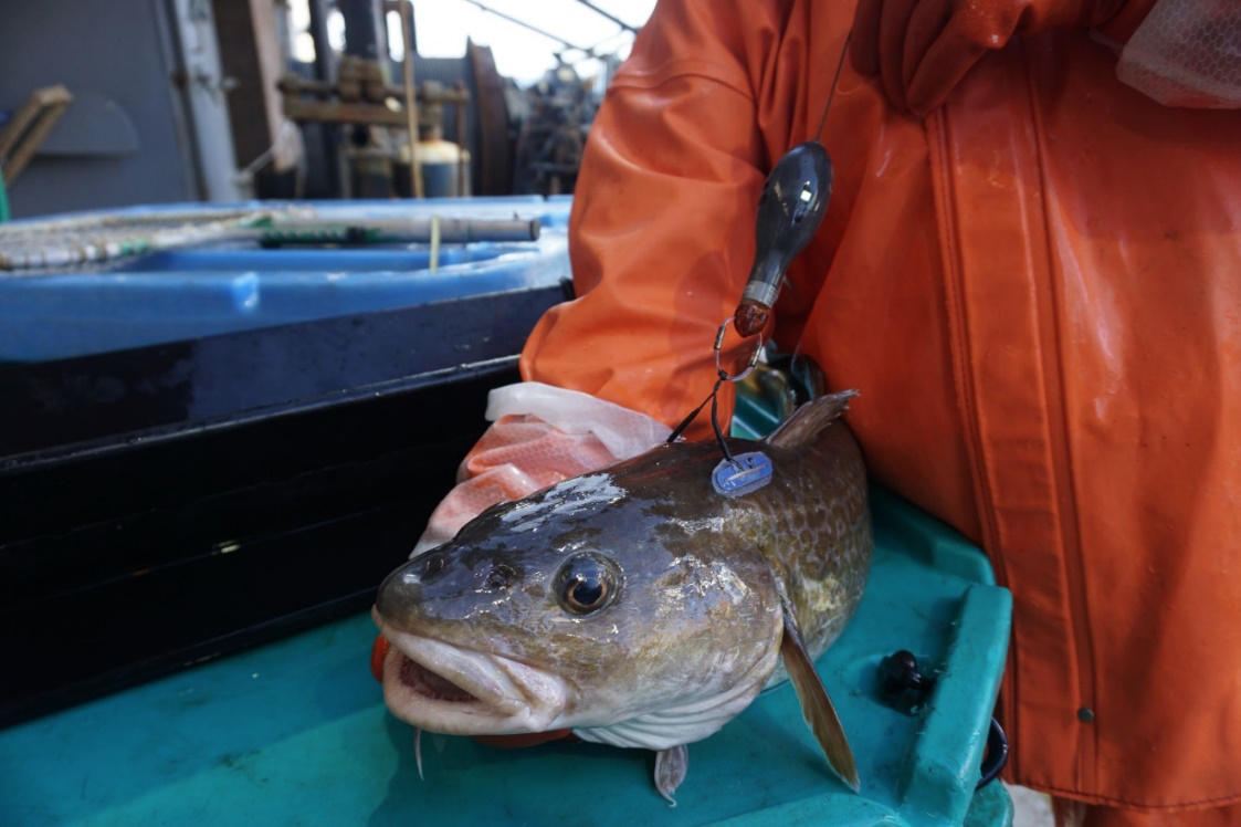 PacificCod-with-satellite-tag.png