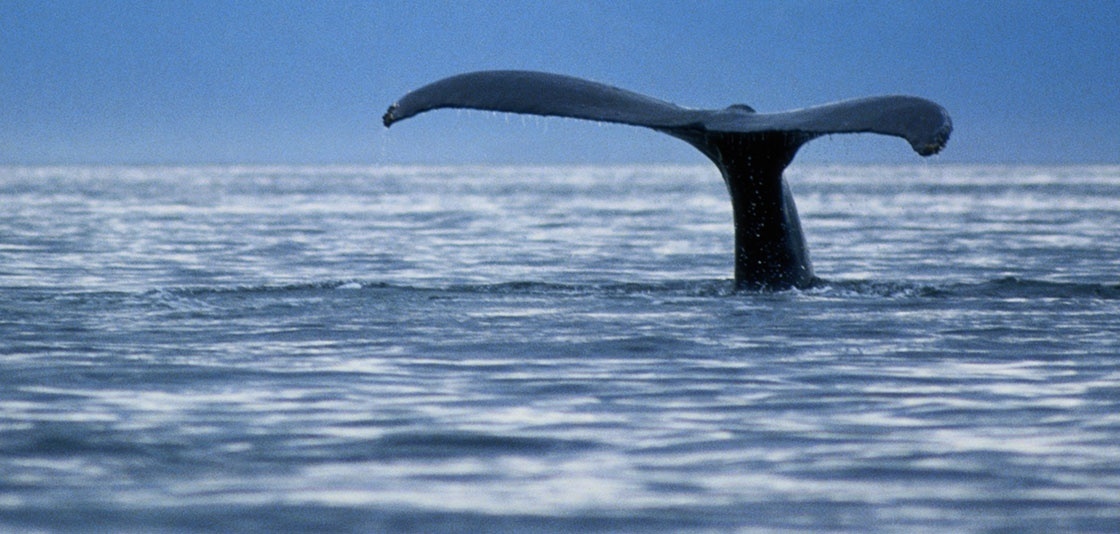 PHOTO-whale-tale-mpa-nos--NOAA-1120.jpg