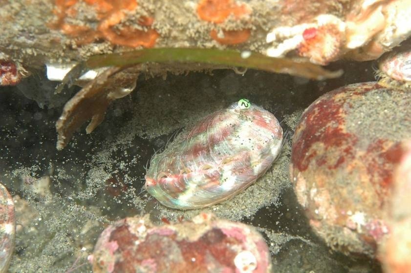 pinto-abalone-uofwa.jpg