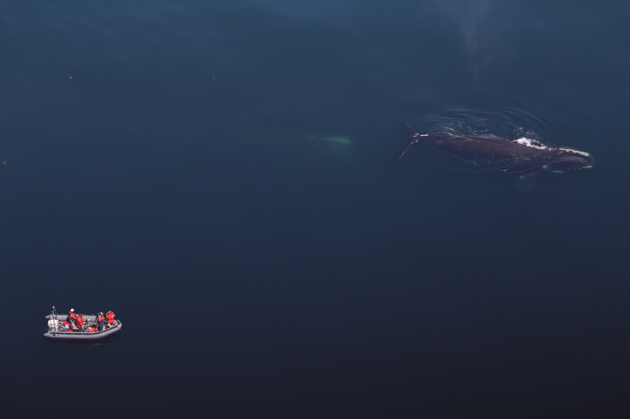 whale swimming while a inflatable boat observes the whale