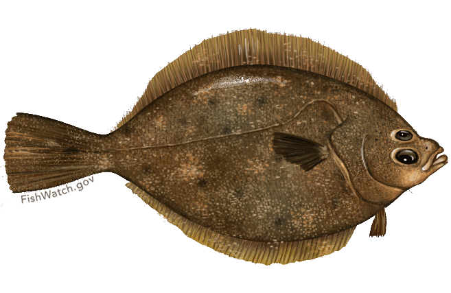 Species Illustration