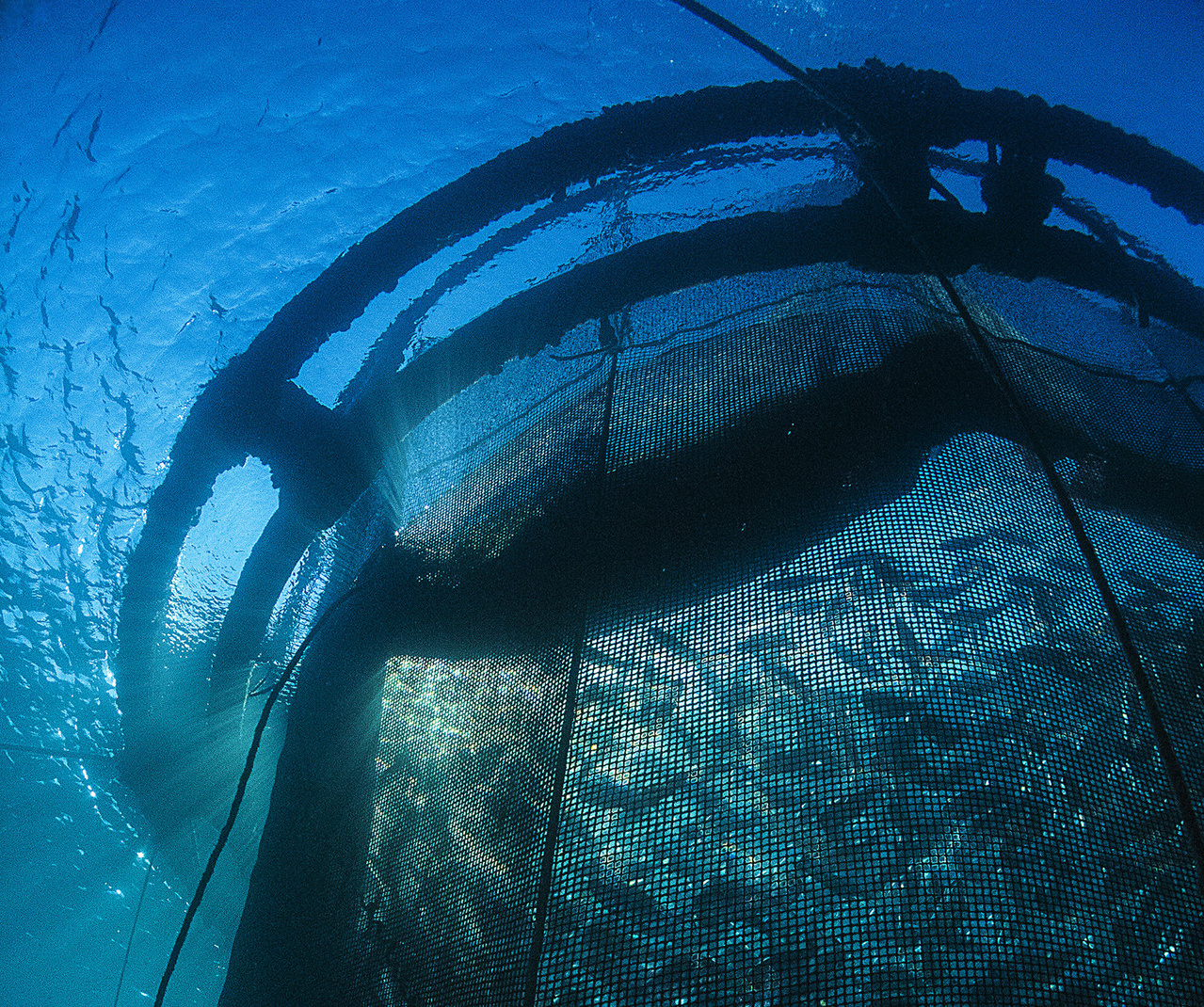 Photo taken by Gilles Lemarchand of royal bream raised in a floating net pen in France.