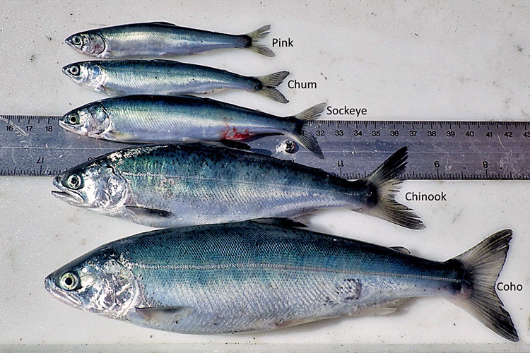 SalmonResearchInAlaskaImage003-sized.jpg