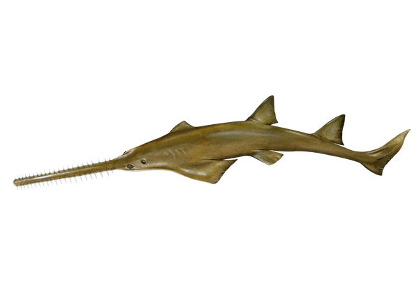 Species Illustration