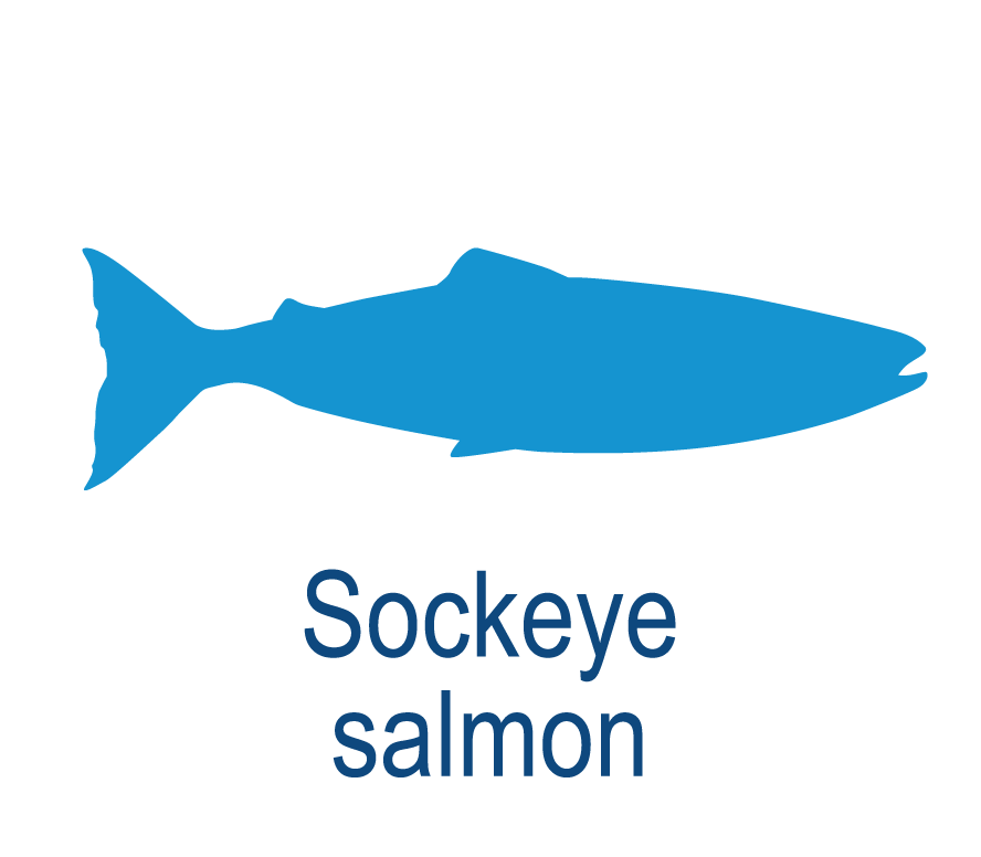 Species Illustration