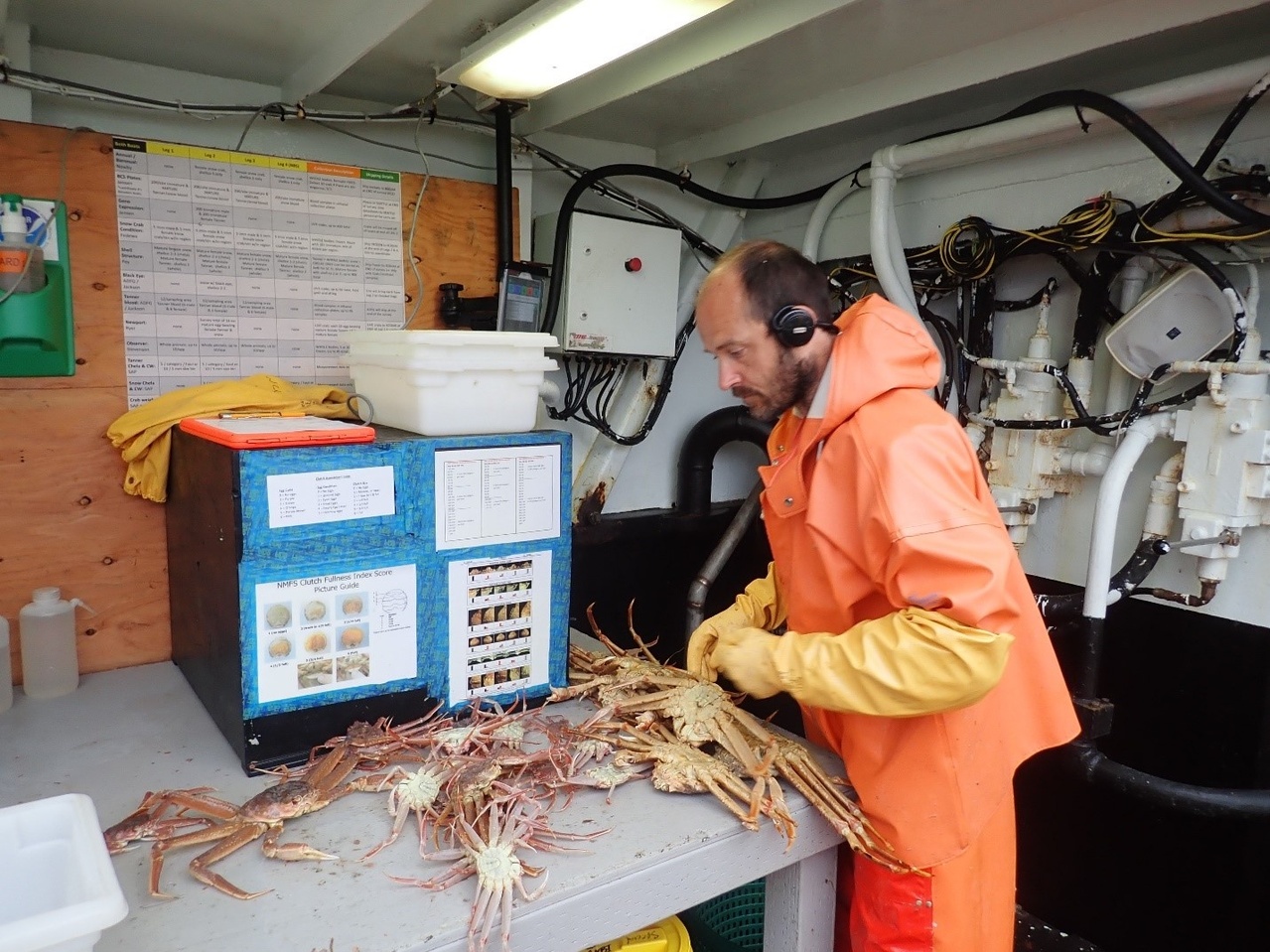 Sorting crabs.