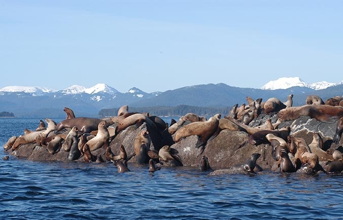 steller-sea-lions-photoADFG2.jpg