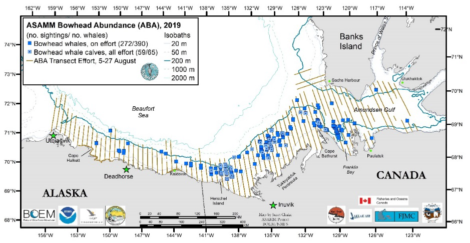 ASAMM Bowhead Abundance (ABA), 2019 (map showing flight transects and Bowhead whale and calf sighting plots in the Beaufort Sea and Amundsen Gulf).
