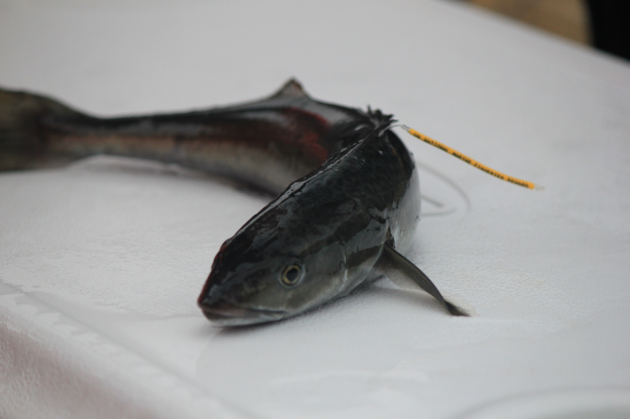 tagged_juvenile_sablefish.JPG