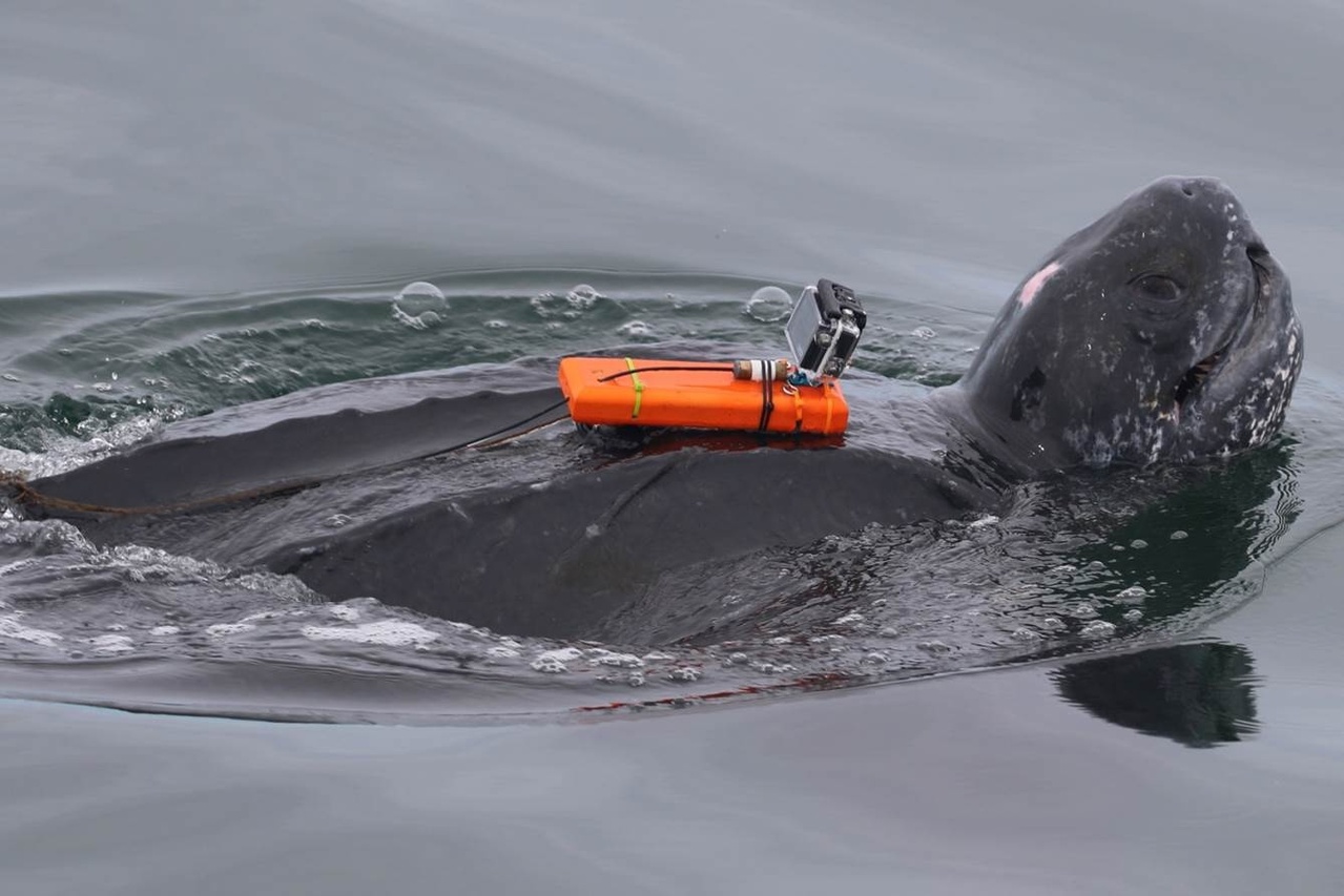 tagged leatherback sea turtle