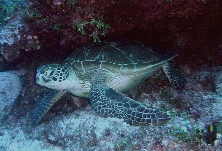 turtle_release_page_image_2.jpg