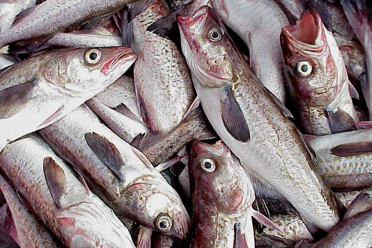 WalleyePollockResearch3.jpg