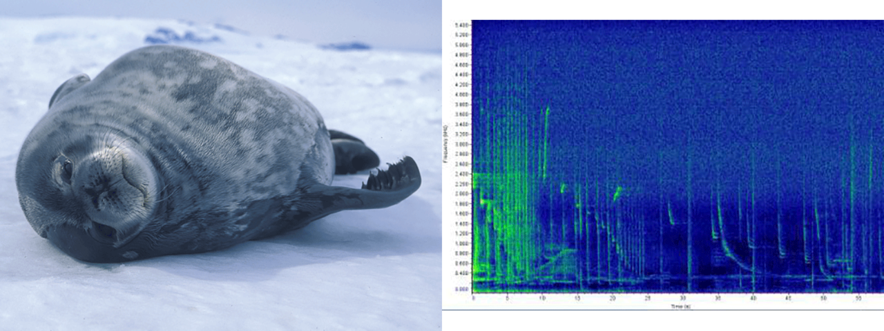 weddell seal photo and sound chart