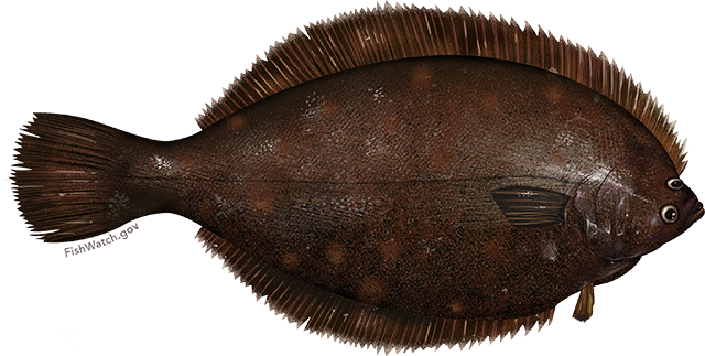 Species Illustration