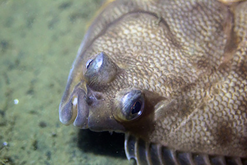 The top view of a yellowtail flounder's head as it rests on the sea bottom