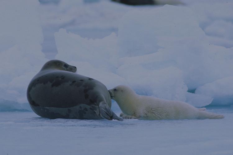 ice ocean seal