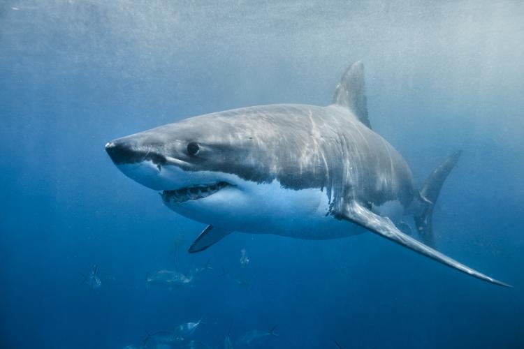 baby great white shark size