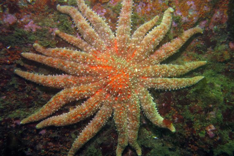 Sunflower Sea Star | NOAA Fisheries