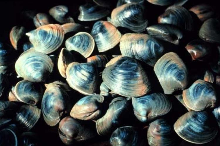 575x377-ocean quahog-GARFO.jpg