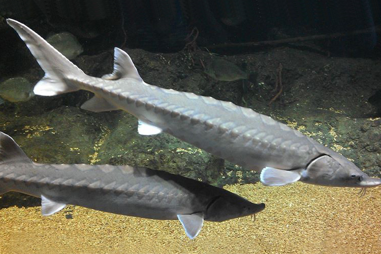 750x500-atlantic-sturgeon.png