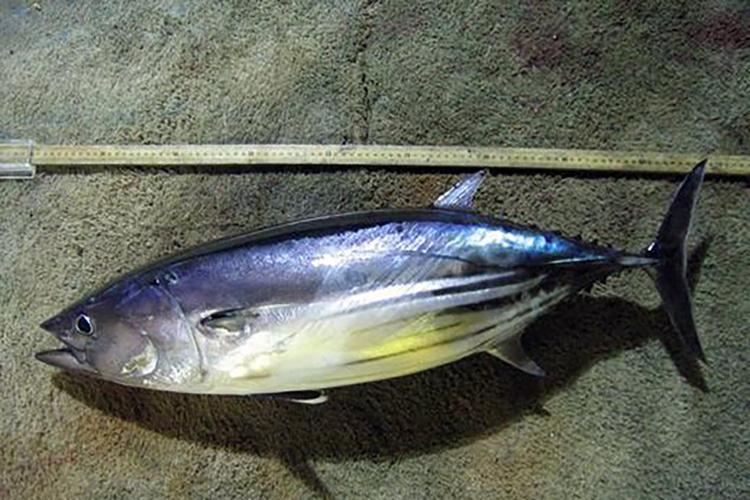 Atlantic Skipjack Tuna | NOAA Fisheries