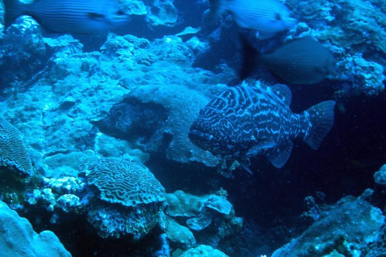 750x500-black-grouper.jpg
