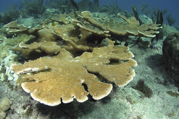 Elkhorn Coral NOAA Fisheries