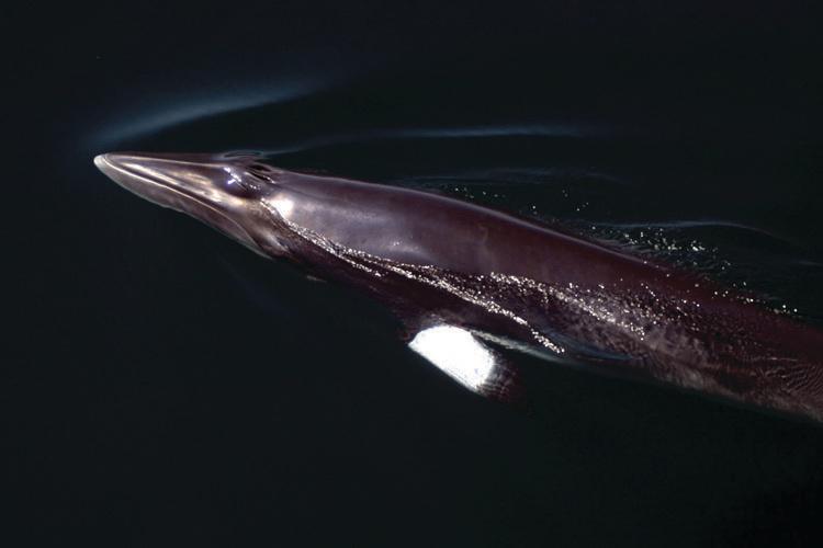Medium close-up of a minke whale coming up to the water surface.