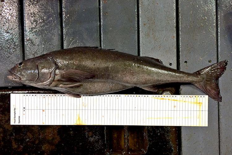 750x500-SablefishResearchInAlaska21078_1234_FM_001_edit.jpg