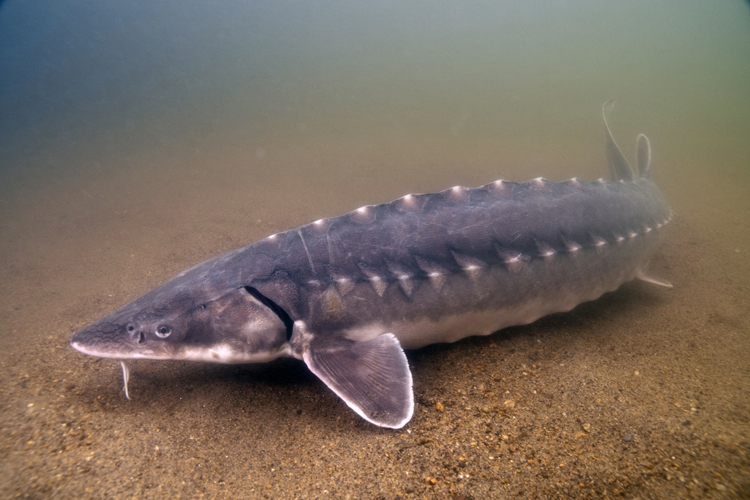 atlantic sturgeon