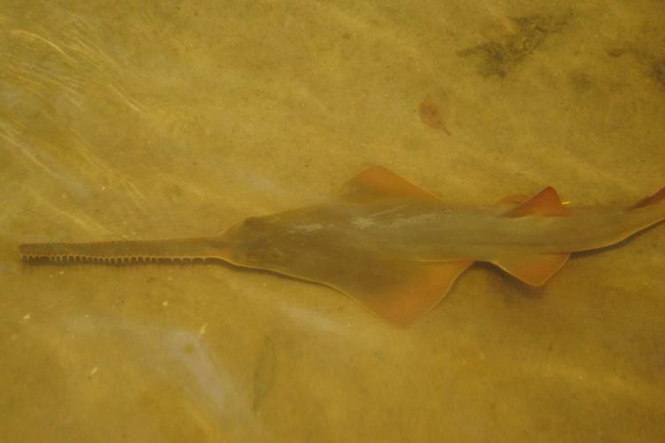 Photo looking down at a brownish smalltooth sawfish as it lies on a sandy floor.