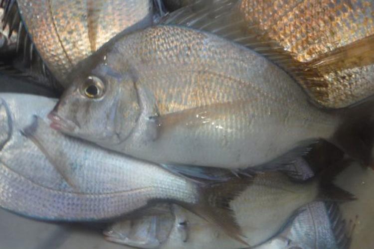750x500_scup_NOAA.jpg