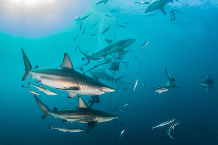 900X600-Atlantic-blacktip-shark-NOAA-Shutterstock.jpg