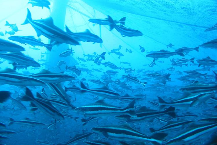 900x600-cobia-NOAA.jpg