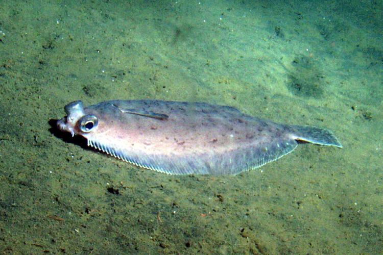 900x600-dover-sole-NOAA.jpg