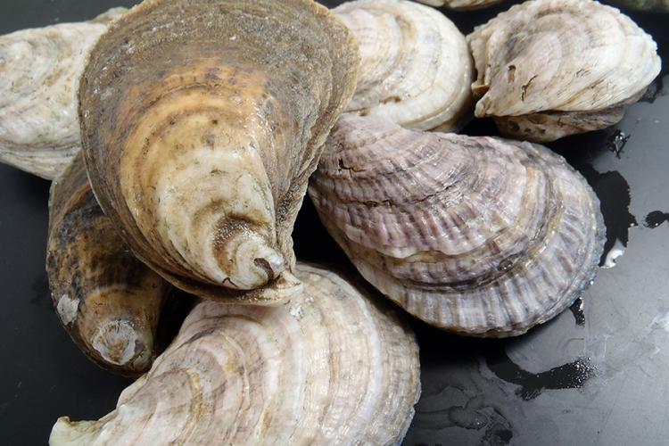 900x600-eastern-oyster-NOAA.jpg