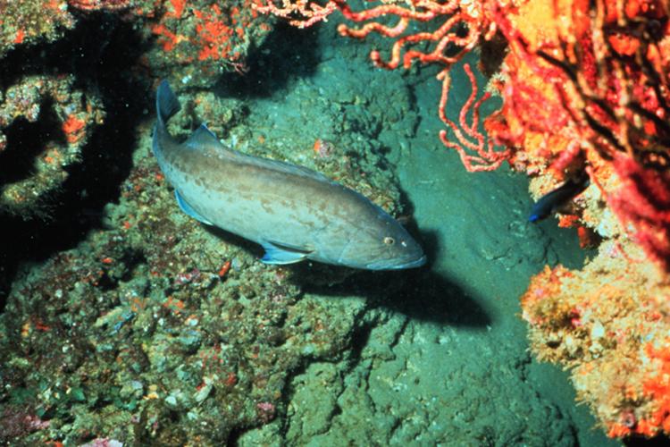 900x600-gag-grouper-NOAA.jpg