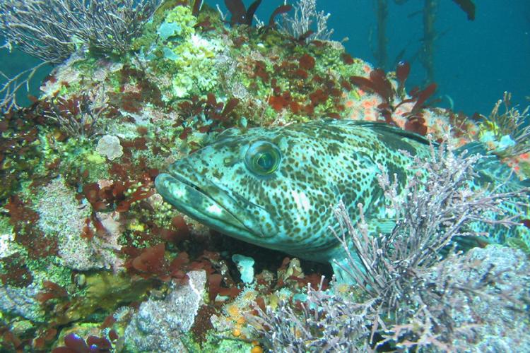 900x600-lingcod-NOAA.jpg