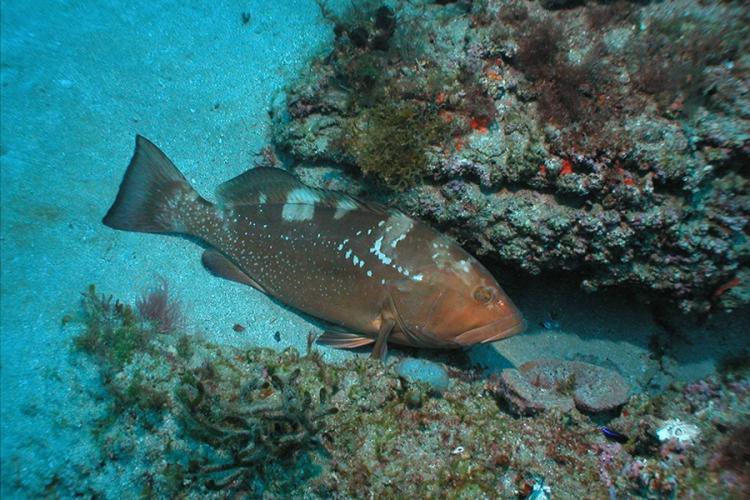 900x600-red-grouper-NOAA.jpg