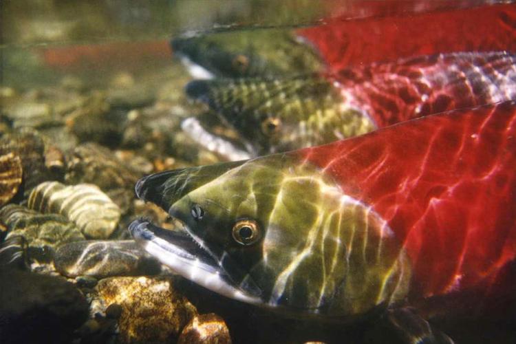 Close up of three sockeye salmon resting above rocks.